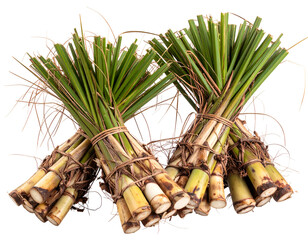 Bundles of freshly harvested sugarcane stalks tied with natural fibers, showcasing vibrant green leaves and earthy tones.