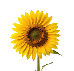 Obraz premium Vibrant sunflower close-up, studio shot, black background, floral design