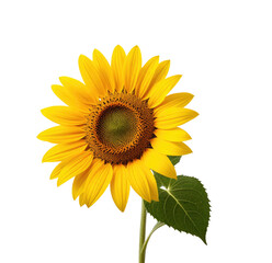 Fototapeta premium Single sunflower bloom, studio shot, black background, greeting card (1)
