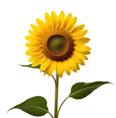 Fototapeta premium Single sunflower blooming, black background, studio shot, floral design