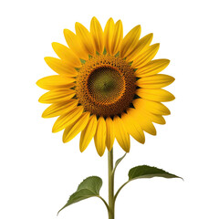 Fototapeta premium Vibrant Sunflower Blooming, Isolated, Black Background, Botanical