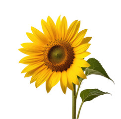 Single sunflower bloom, studio shot, black background, floral design (2)
