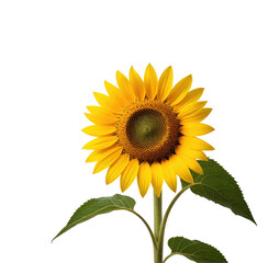 Fototapeta premium Blooming sunflower, isolated, black background, nature, design (2)