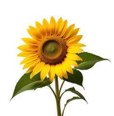 Obraz premium Single Sunflower Blooming, Isolated, Studio, Black Background, Botanical