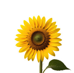 Obraz premium Vibrant sunflower blooming, isolated, black background, summer (1)