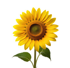 Single sunflower blossom, studio shot, black background, nature imagery