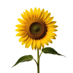 Obraz premium Single sunflower bloom, studio shot, black background, nature (1)