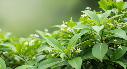 Obraz premium Vibrant Foliage: A close-up shot showcasing lush green leaves with delicate white flowers, capturing the essence of natural beauty and freshness. 