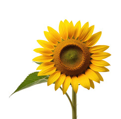 Obraz premium Single sunflower blooming, isolated, black background, nature photography, design element