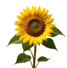 Obraz premium Blooming sunflower, studio shot, black background, nature photography