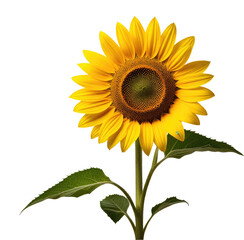 Fototapeta premium Vibrant sunflower blooming, studio shot, dark background, nature imagery