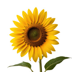 Fototapeta premium Vibrant sunflower blooming, isolated, black background, graphic design