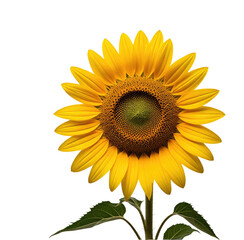 Fototapeta premium Vibrant sunflower bloom, studio shot, black background, nature design