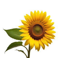 Obraz premium Single sunflower bloom, studio shot, black background, floral design (4)