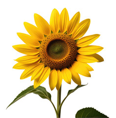 Fototapeta premium Vibrant sunflower, isolated, studio, black background, floral design (1)