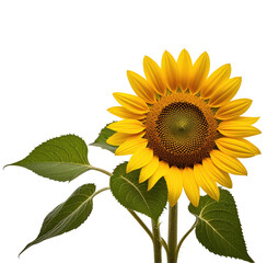 Obraz premium Blooming sunflower, isolated, black background, studio shot, nature