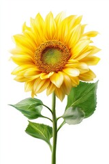 Bright yellow sunflower with green leaves isolated on white background symbolizing summer beauty botany agriculture organic growth and natural sunshine, Generative AI