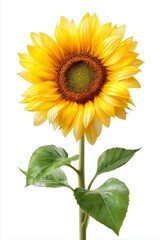 Fototapeta premium Bright yellow sunflower with green leaves isolated on white background symbolizing summer beauty botany agriculture organic growth and natural sunshine, Generative AI