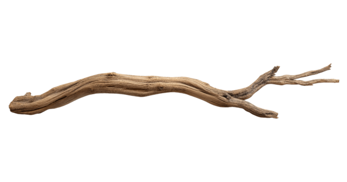 Gnarled Dry Tree Branch with Textured Surface wood isolated on a transparent background