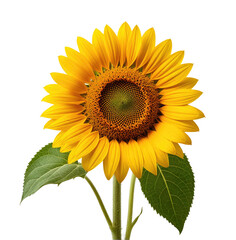 Obraz premium Vibrant sunflower blooming, isolated, black background, nature, design