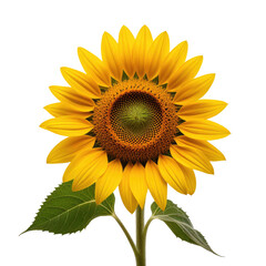 Obraz premium Isolated sunflower blossom, vibrant yellow, black background, nature, design element