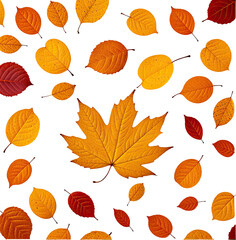 Obraz premium Autumn Maple Leaf Fall Background Design