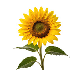 Obraz premium Studio Sunflower, Blooming, Isolated, Black Background, Botanical
