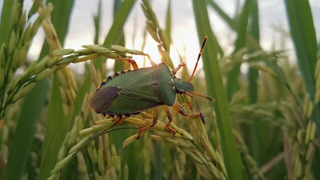 Green stink bug on rice plant in a paddy field.