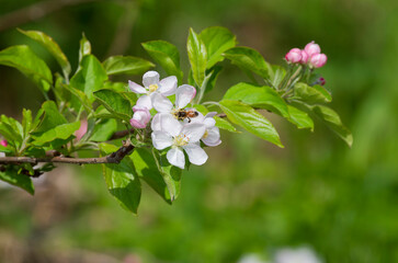 Bee on top a flower in a meadow looking for nectar