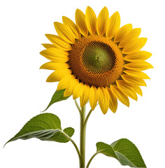 Obraz premium Blooming sunflower, isolated, studio, black background, nature