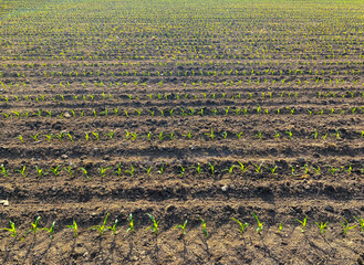 Rows of young corn plants growing in a sunlit farm field