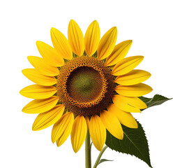 Fototapeta premium Sunflower blooming, isolated, studio, black background, floral design
