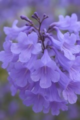 close-up of blooming jacaranda flowers in vibrant purple tones