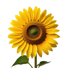 Fototapeta premium Vibrant Sunflower Close-up, Studio Shot, Black Background, Floral Design (1)