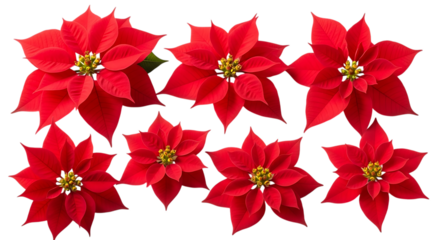 A group of red poinsettia flowers arranged on a white surface isolated on transparent background