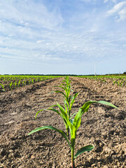 Low angle view of young corn plants growing in rows with a wind turbine in the distance