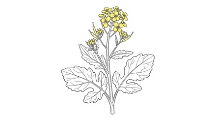 Mustard Plant Botanical Vector Illustration Isolated