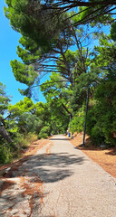 Sunny promenade path shaded by tall pine trees, lined with streetlights, and bordered by lush greenery under a bright blue summer sky. Montenegro, Petrovac.