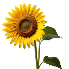 Obraz premium Studio shot of single sunflower, dark background, floral design