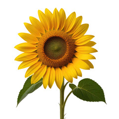 Obraz premium Vibrant sunflower, studio shot, black background, greeting card