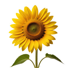 Fototapeta premium Blooming sunflower, studio shot, black background, nature design