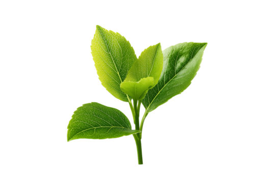Fresh Green Plant Sprig with Veined Leaves Keywords: plant, green, leaves, sprig, fresh, nature isolated on a transparent background
