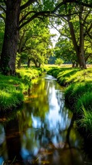 Lush forest stream reflecting the sky