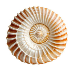 Obraz premium Spiral seashell, close-up, ocean background, nature texture, design