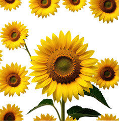 Vibrant sunflowers blooming, black background, floral design, website decor