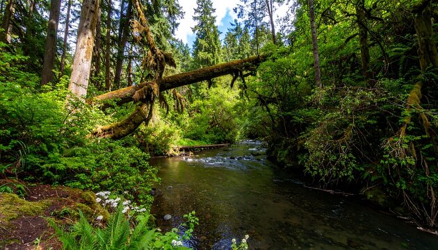 Lush forest stream with fallen log