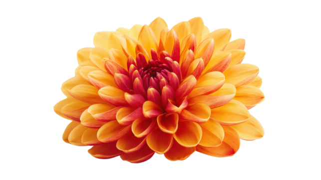 Single autumn flower isolated on transparent background, photorealistic studio shot.
