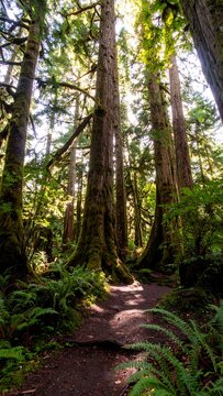Sunlight filters through ancient forest