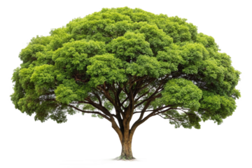 Isolated sandalwood tree rendered with dense green foliage and natural trunk textures isolated on transparent background