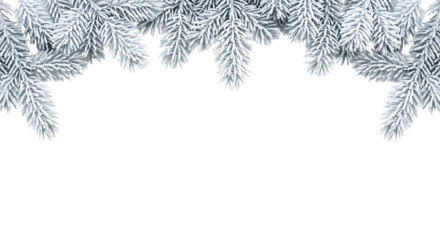 Snowy fir branches frame isolated on transparent background for winter holiday designs